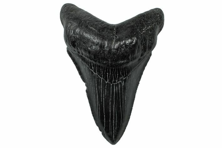 Serrated, Fossil Megalodon Tooth - South Carolina #299434